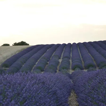 Les Terrasses De Panzió Valensole